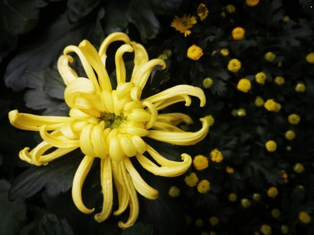 摄于人民公园摄于人民公园摄于 摄于人民公园摄于人民公园摄于