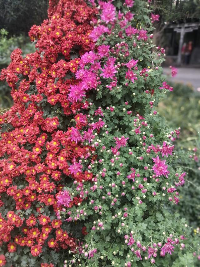 哪咤之魔童降世 哪咤之魔童降世