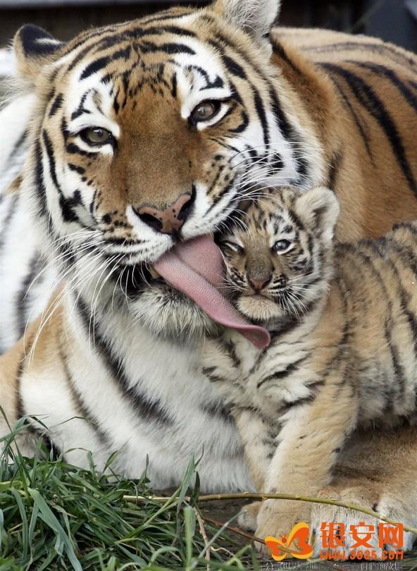 动物王国 动物王国