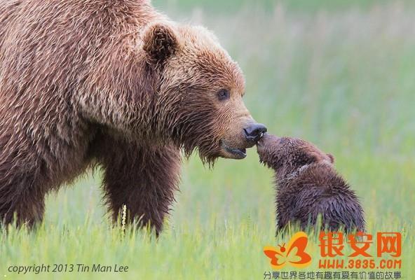 动物王国 动物王国