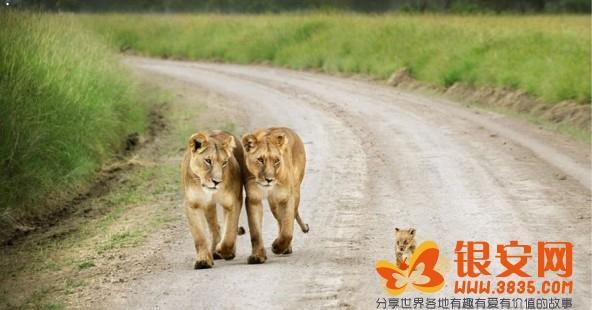 北极熊妈妈 北极熊妈妈