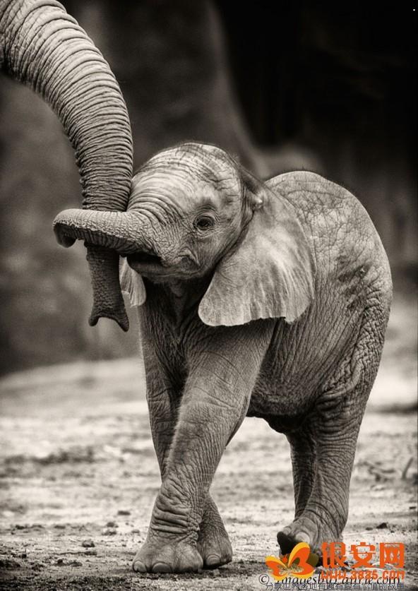 北极熊妈妈 北极熊妈妈