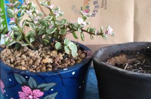 被改造过的小花盆儿 被改造过的小花盆儿