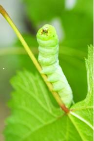 有机奶粉,为宝宝健康发育保驾护航 有机奶粉,为宝宝健康发育保驾护航