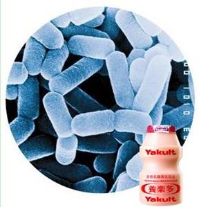 养乐多和乳酸菌的区别 养乐多和乳酸菌的区别