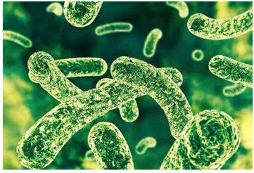 改善肠道菌群的益生菌有哪些 改善肠道菌群的益生菌有哪些