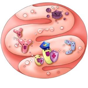 妈咪爱是肠道益生菌吗