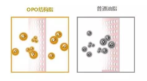 opo结构脂的六大作用 opo结构脂的六大作用
