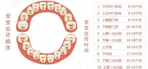 学步宝宝 牙牙很重要