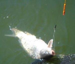 冬钓成功时机的正确选择