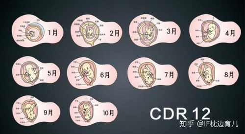 5个月胎宝宝的发育情况是怎样的