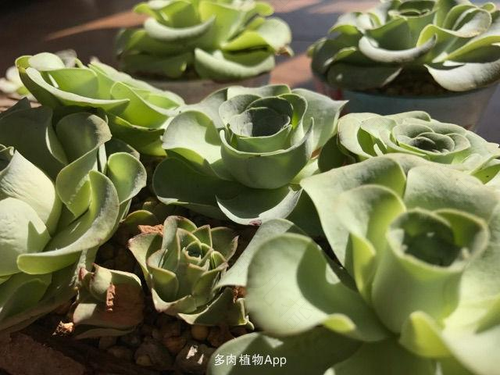 摆脱羞涩，不做羞答答的玫瑰