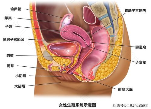 怀孕后女性生殖系统的一些变化