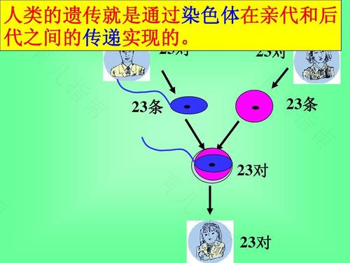 了解不同性别的基因与染色体