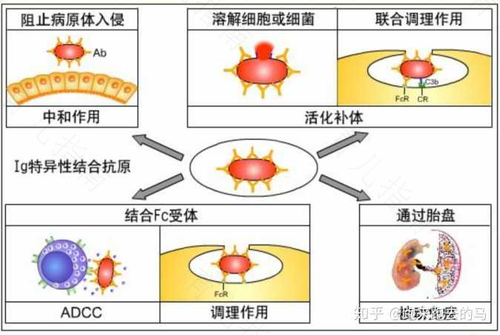 有关染色体异常及免疫抗体的问题 有关染色体异常及免疫抗体的问题