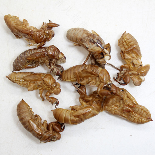 教你用蛇蜕蝉衣洗胎垢