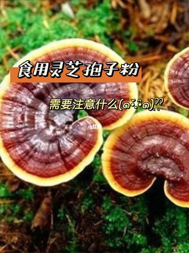 适量食用灵芝可增强免疫力