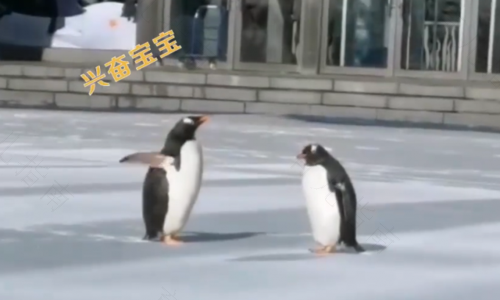 宝贝第一企鹅萌军团 宝贝第一企鹅萌军团