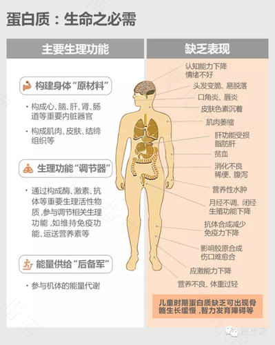 热源质为人体提供能量