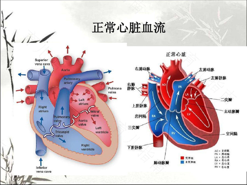 儿童心脏有杂音并非心脏有严重疾病
