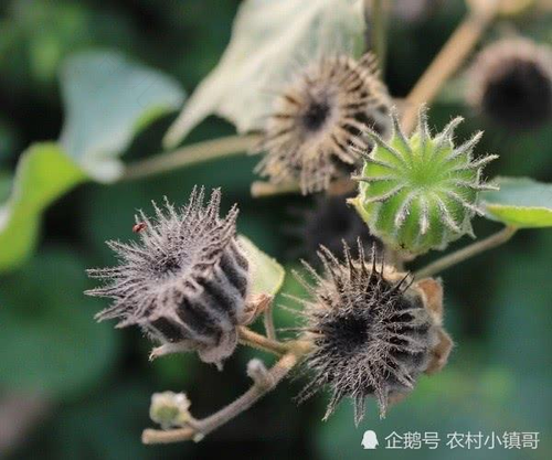 治疗耳鸣的水果类土方子