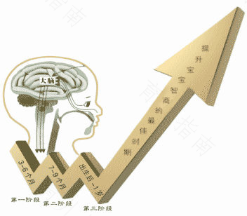 碘对宝宝脑发育的影响