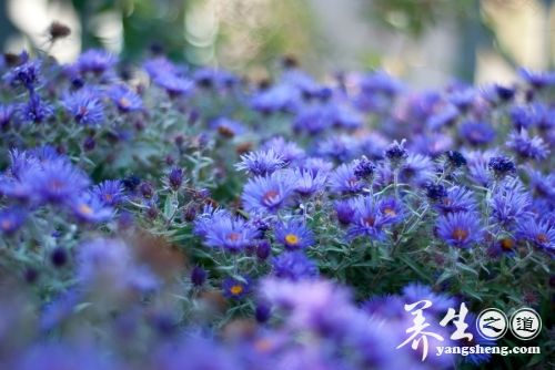 紫菀效用特点及几种养生药方