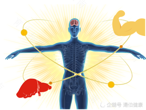 蛋白质对人体的作用不可忽视