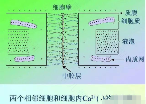 如何让钙营养最大吸收和利用