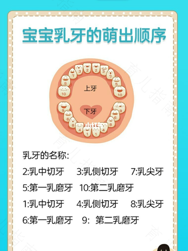 正常婴儿牙齿生长发育的过程 正常婴儿牙齿生长发育的过程