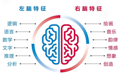 人的左右脑到底掌管哪些能力 人的左右脑到底掌管哪些能力