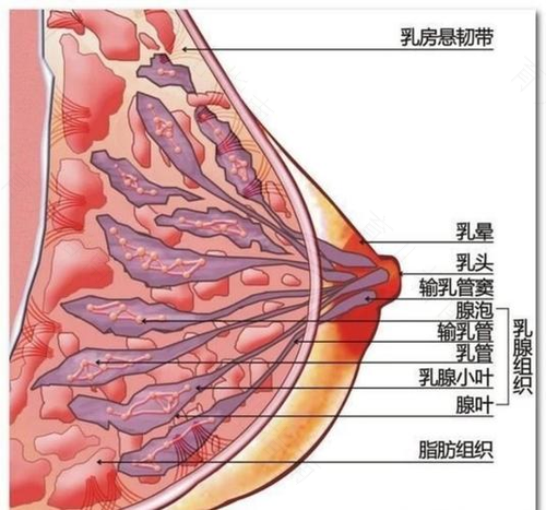 乳房护理你做对了吗？