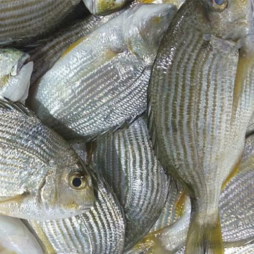 分布在黄海和东海的方头鱼的营养价值高