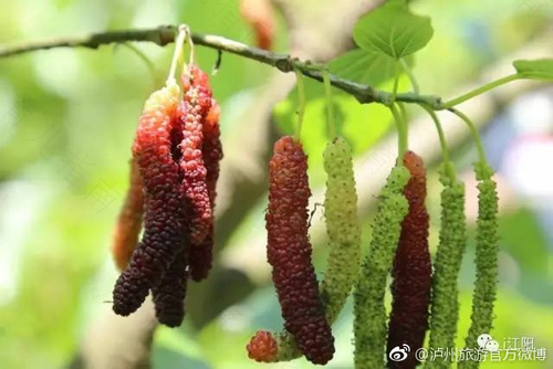 桑葚既可入食又可入药