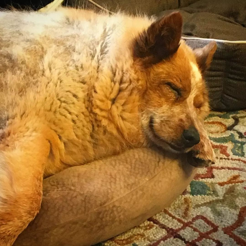 睡觉时会笑是什么原因 睡觉时会笑是什么原因