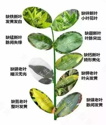 过量补铁锌易缺铜