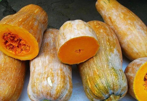 咳嗽有痰能不能吃南瓜小米粥 咳嗽有痰能不能吃南瓜小米粥