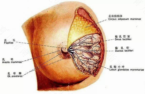 副乳有乳腺吗 副乳有乳腺吗