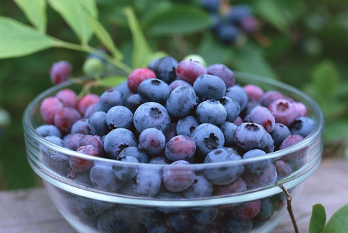 口腔溃疡能不能吃草莓 口腔溃疡能不能吃草莓