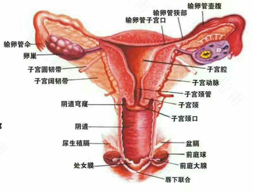 子宫附件有囊肿怎么治疗 子宫附件有囊肿怎么治疗