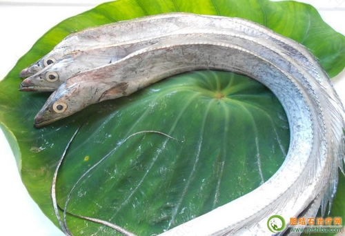 胆结石不能吃鱼吗 胆结石不能吃鱼吗