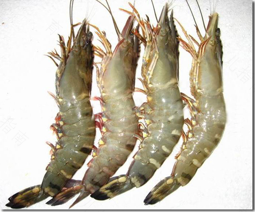 甲状腺能不能吃基围虾 甲状腺能不能吃基围虾