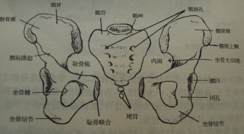 骶骨岬怎么读音是什么