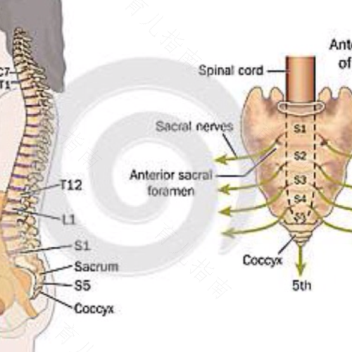骶丛神经损伤症状 骶丛神经损伤症状