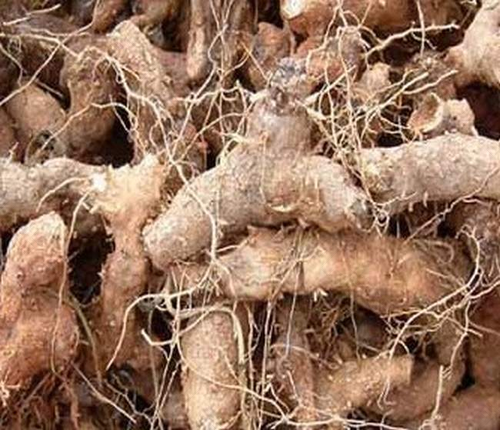 姜汤能治咳嗽吗 姜汤能治咳嗽吗