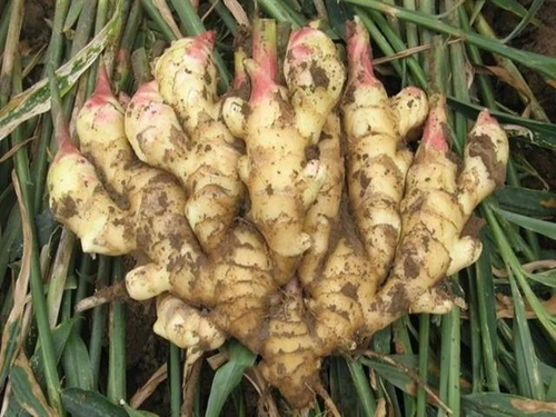生姜能治感冒吗?
