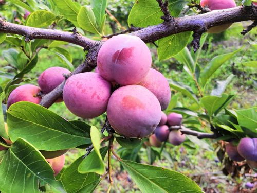 金秋畅游，果园里的小菇凉