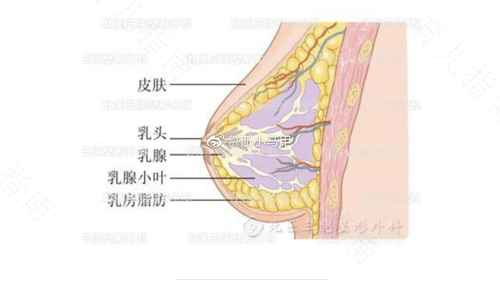 男士乳房上面疼什么原因 男士乳房上面疼什么原因