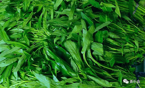 痛风能不能吃空心菜?