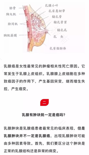 乳房的肿块是什么状态